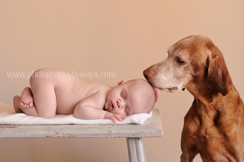 Babies and Dogs