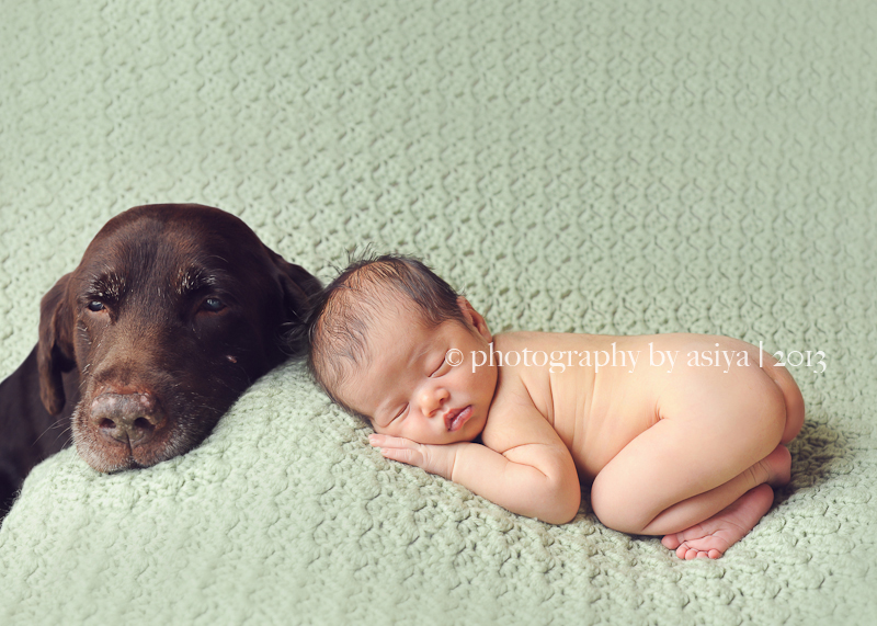 Newborn Babies with their Dogs & Cats {New Jersey Newborn Photographer ...